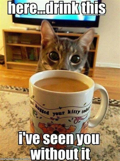 coffee cat memes|cats hyped on coffee meme.